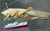 CollectionObject 1532851; NMW 3224329, 49ec486a-8722-4314-9055-8557a5da63a7: female, lateral view (allotype). (CollectionObject).