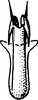 Aedeagus, ventral view: !! display not done !! on Paraphlepsius (Strephonius) tigrinus (Ball, 1909): Aedeagus, distal view. (Observation).