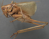 CollectionObject 1506514; 2b030b82-4b84-4c77-89f1-ae93e664e327: male, lateral view. (CollectionObject).
