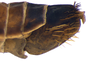 Other on Coarctana nigromedia Domahovski & Cavichioli, 2023: Female paratype [DZUP]: distal portion of abdomen, lateral view. (Observation).