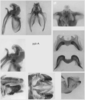Melanoplus marshallii (Thomas, 1875): male genitalia. (Otu).