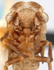 Nymph: !! display not done !! on Ulopa reticulata (Fabricius, 1794): (Observation).