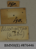 CollectionObject 1572966; 6b895293-0fa9-4c29-9dd7-fbdfbd4ff5ac: Copyright Natural History Museum, London. Labels from non-type (adult male) in BM(NH). (CollectionObject).