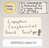 CollectionObject 1559548; NHMUK(SF IMPORT DUPLICATE) 844767, b87e6220-e950-4b3b-ae28-ae4490bb440a: copyright Natural History Museum, London. female, data labels of Lopaphus langkawicus (paratype). (CollectionObject).
