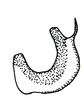 Aedeagus, lateral view on Chinchinota styx Kramer, 1967: Male holotype [USNM]: aedeagus, lateral view. (Observation).