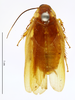 CollectionObject 1587365; MNHN(SF IMPORT DUPLICATE) MNHN-EP-EP990, 7c3e6d86-653d-470d-ac3c-de5bb2253112: CC BY-NC-ND 4.0/MNHN - Depraetere Marion - 2014. Type, male, of robinsoni Chopard, 1958. Specimen number: MNHN-EP-EP990. http://coldb.mnhn.fr/catalognumber/mnhn/ep/ep990. (CollectionObject).