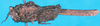 CollectionObject 1500258; 839d7aaf-9e63-4253-a9ff-fe789560c21c: female, lateral view (holotype). (CollectionObject).