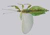 CollectionObject 1591377; 5e054ba6-7b06-4724-9629-4a05b374a677: copyright IMQC, Montreal. male, dorsal view (holotype). (CollectionObject).