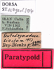 labels (paratype). Depicts CollectionObject 1530840; 4856383b-9101-410d-a0fd-d8507c49472c, a CollectionObject.