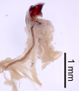 CollectionObject 1522768; 5685d436-8aef-492a-ae3f-38625480179e: Male genitalia, lateral view (holotype). (CollectionObject).