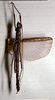 CollectionObject 1558521; bd61d870-ded5-47d9-bc9f-3012b1500453: copyuright MNHG Geneva. male (paralectotype). (CollectionObject).