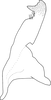 Stylus on Changwhania terauchii (Matsumura, 1915): Stylus (Sri Lanka). (Observation).