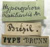 labels (syntype). Depicts CollectionObject 1506489; 5e37862a-8d6b-43e4-a105-94e1e949784d, a CollectionObject.