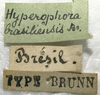 CollectionObject 1506489; 5e37862a-8d6b-43e4-a105-94e1e949784d: labels (syntype). (CollectionObject).