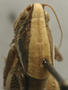 CollectionObject 1535141; d16843f4-34b7-4f14-b20b-693dbd646cfa: male pronotum, dorsal view (syntype). (CollectionObject).