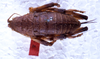 CollectionObject 1567595; be303554-7a1b-494d-b2a8-633225b5e301: female, dorsal view (syntype). (CollectionObject).