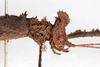 CollectionObject 1558172; 8948cf4d-207b-4e67-b86b-569924ea49cf: copyright NMW, Vienna. female: head, lateral view (syntype). (CollectionObject).;CollectionObject 1558173; 08870ce4-b04c-4543-a31f-b1409d0348f5: copyright NMW, Vienna. female: head, lateral view (syntype). (CollectionObject).