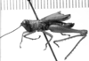 CollectionObject 1521521; db88cc08-f4c9-489a-a7db-ff454c6123d3: Image Carbonell, C.S. male, lateral view (holotype). (CollectionObject).