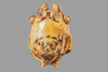 CollectionObject 1499290; 99d63244-8542-42bd-939b-6f09794e50ff: Male, frons (holotype). (CollectionObject).