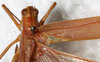 CollectionObject 1566623; 0080e846-e5a0-48d8-a109-f977e5e2d501: male, dorsal view. (CollectionObject).