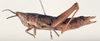 CollectionObject 1567378; 416b6663-5487-4330-a21d-3ee9662d4cca: female, lateral view (lectoallotype or paralectotype). (CollectionObject).