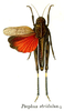 Pl. 10. female, dorsal view. Depicts Psophus stridulus (Linnaeus, 1758), an Otu.