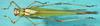 CollectionObject 1503559; 47c47ac8-c0d1-4202-89c1-046d7151e9d5: female, dorsal view (paratype). (CollectionObject).