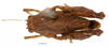 CollectionObject 1567148; de4e26d7-965f-4666-a0e6-3cb85f71275f: male, dorsal view (holotype). (CollectionObject).