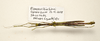 CollectionObject 1591070; b3d63005-3253-48c8-b90b-c15355ad70b6: copyright MBBJ Bogor. male, dorsal view (holotype). (CollectionObject).