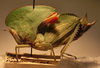 Plagiotriptus carli (Bolívar, 1914): female, lateral view (Tanzania, Asmani, 960 m). (Otu).