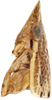 Head: !! display not done !! on Clorindaia cyphora Blocker & Fang, 1992: male, holotype. (Observation).