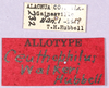 CollectionObject 1499652; 1c9fe8d1-7baa-4799-b7b8-381e32465541: labels (allotype). (CollectionObject).