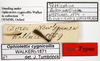 CollectionObject 1521834; 4498955b-3efe-49a2-92ab-a0f9896c5628: labels (syntype of Tetricodina luteomarginata). (CollectionObject).