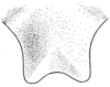 Anaulacomera (Cervicercora) apolinari Hebard, 1927: Pl. XX, Fig. 10 (after type). dorsal view of produced portion of male ultimate tergite. (Otu).