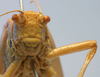 CollectionObject 1517004; 2b9d8f13-0491-4c88-b08b-52d71b7e028e: female face (holotype). (CollectionObject).