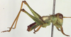 CollectionObject 1504169; 0728e7d2-d896-46e4-992b-1289bcdd262f: male habitus, lateral view (holotype). (CollectionObject).