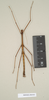 CollectionObject 1561873; NHMUK(SF IMPORT DUPLICATE) 844565, 85e89e6d-4df3-49aa-8eb5-88a73118e7f0: copyright Natural History Museum, London. male of synonym Diapheromera saussurei (holotype). (CollectionObject).