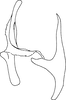 Aedeagus, lateral view on Diomma (Diomma) pincersa Song, Li & Xiong, 2011: (Observation).