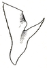 Orchelimum (Orchelimum) nigripes Scudder, 1875: Pl. III, Fig. 49 (specimen from Texas). male left cercus, dorsal outline. (Otu).