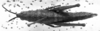 CollectionObject 1567378; 416b6663-5487-4330-a21d-3ee9662d4cca: Image Carbonell, C.S. female, dorsal view (lectoallotype or paralectotype). (CollectionObject).