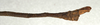 CollectionObject 1557677; NMW 527, be6f94cd-4659-4a92-a84e-ee65ad355f8f: copyright NMW, Vienna. male: end of abdomen, lateral view (paralectotype). (CollectionObject).