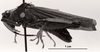 CollectionObject 1526583; c10bfe5a-7355-4276-a1e2-7eb81bba1936: Image C.S. Carbonell. male, lateral view. (CollectionObject).