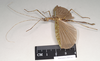 CollectionObject 1558679; 949218be-143d-41b8-a0d2-ecf7be6ac7c4: copyright Natural History Museum, London. female, lateral view (holotype). (CollectionObject).