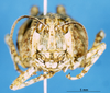 CollectionObject 1537526; b3cb5c1b-b2a9-4675-bca7-377b6ebe639a: female, frontal view (syntype of Karasicola ortendahli). (CollectionObject).