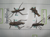 CollectionObject 1556947; bbe7a21b-df2e-4b0a-a4e7-363cf1b8e76a: copyright MHNG, Geneva. material including types (male holotype top right). (CollectionObject).