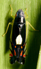 Live specimen on Diedrocephala variegata (Fabricius, 1775): Diedrocephala variegata @ Venezuela, by D. M. Takiya. (Observation).