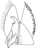 Subgenital plate: !! display not done !! on Bambusana bambusae (Matsumura, 1914): Subgenital plate. (Observation).