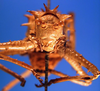 CollectionObject 1500337; cb8fc823-383d-4eb7-9482-b3576da6c4f6: male, frontal view (holotype). (CollectionObject).