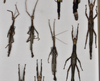 CollectionObject 1557833; cb3a80bd-6815-475e-b9b3-84e03b004eff: copyright QM. male and female (paratypes). (CollectionObject).