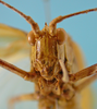 CollectionObject 1542989; d09348bc-01dc-4a55-afa7-00afff04abc7: male, frontal view (holotype of Hammatofera brasiliensis). (CollectionObject).